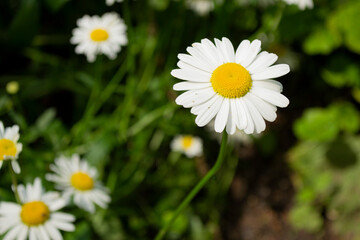 Chamomile flower, illuminated by the sun, on a background of greenery.