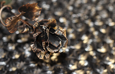 An iron rose on a shiny dark background. Bronze flower.