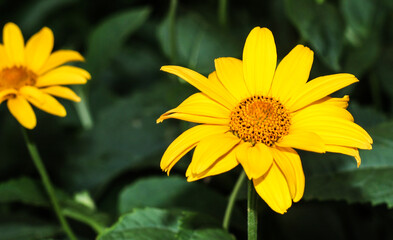 Yellow daisies in the garden. Yellow chic flower.