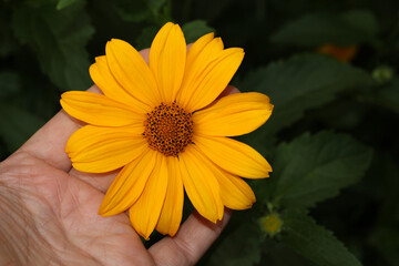 Yellow daisies in the garden. Yellow chic flower. A flower in a woman's hand.