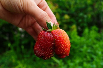 Harvesting of fresh ripe big red strawberry fruit in Dutch greenhouse