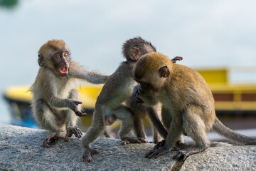 Obraz premium A group of young long-tailed macaque monkey playing in the wild