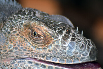 Close up of iguana