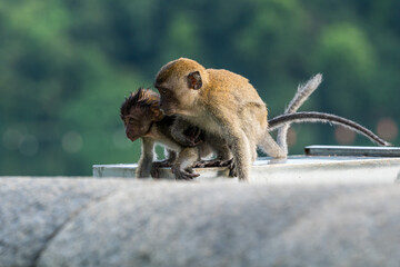 A group of young long-tailed macaque monkey playing in the wild