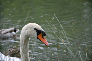bird's head swans close up