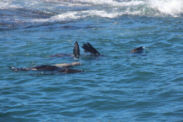 Fototapeta premium flippers in ocean sea lions