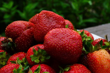 Harvesting of fresh ripe big red strawberry fruit in Dutch greenhouse