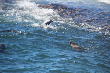 sea lions in waves