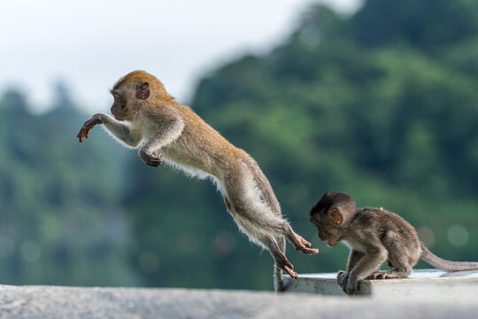 Long-tailed macaque monkey jumping in the wild