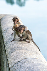 A group of young long-tailed macaque monkey playing in the wild