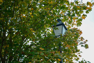 lantern in the foliage