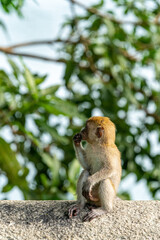 Young long-tailed macaque monkey in the wild