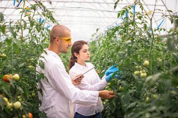 Scientists check the seedlings in the greenhouse. Checking the greenhouse with tomatoes. Check in the tablet.