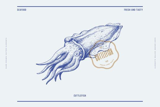 Hand-drawn image of cuttlefish on a light background. Retro picture for the menu of fish restaurants, markets, and shops. Vector illustration in vintage engraving style.