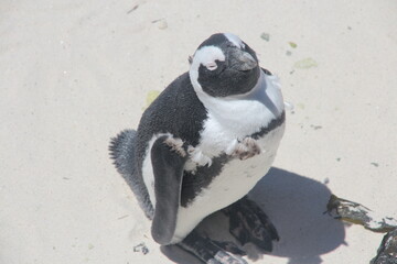 penguin on the beach