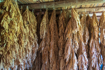 Tobacco leaves drying in the shed. The classic method of drying tobacco in the barn.