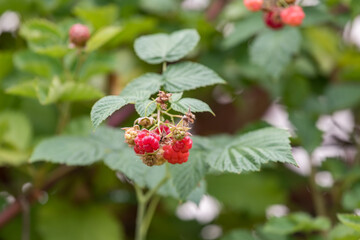 Red raspberry fruit, on the branch