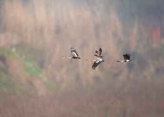 flock of painted stork flying 