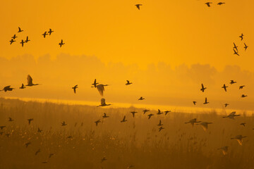 Scenic view of flock of birds flying over wetland at sunrise