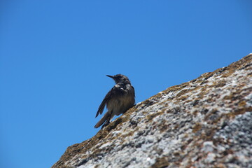 bird on the rock blue skye