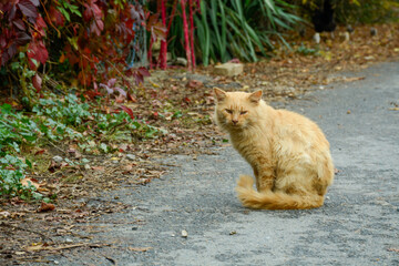 red cat in the middle of the street