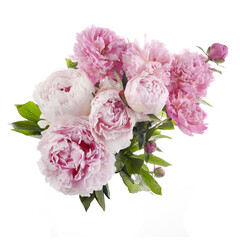 Beautiful pink peonies branch isolated on white background. Pink floral background.