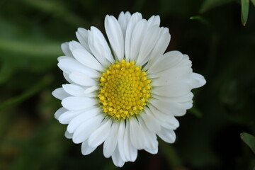 Obraz premium white daisy flower