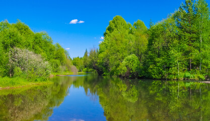 Obraz premium forest summer landscape with reflection in the water
