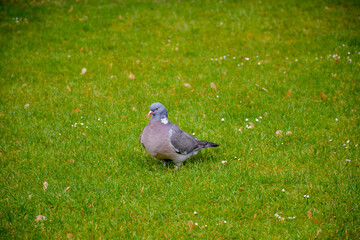pigeon on the green glade