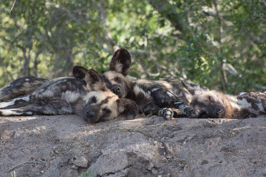 African wild dog (Lyacaon pictus) in the Sabi Sands Reserve, South Africa