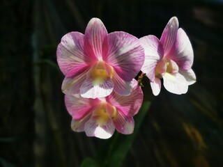 pink orchid on black background