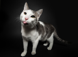 katze