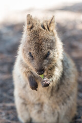 Quokka is the unique and most good-natured marsupial animal on Rottnest Island, Western Australia.