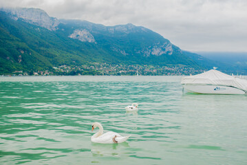 white Swan floating in the lake