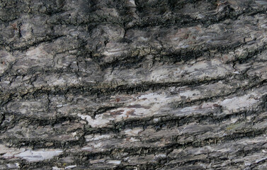 wood texture background.Tree bark texture,Closeup of a wood.