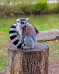 lemur sitting on a stump