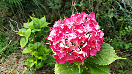 한국 제주도 수국 꽃