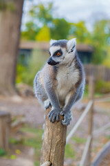 lemur sitting on a stump