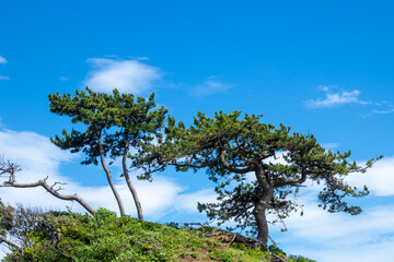 Fototapeta na wymiar 二本の松の木と青空　松　青空