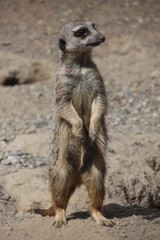 meerkat on guard duty