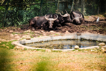 three large adult brown buffalos resting in group next to small green pond
