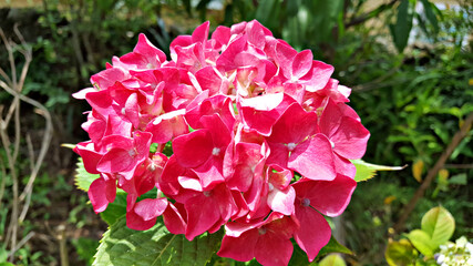 한국 제주도 수국 꽃