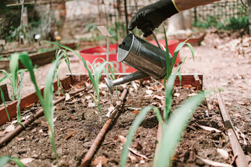 Watering plants from a watering can, urban garden. Gardening tools close up.