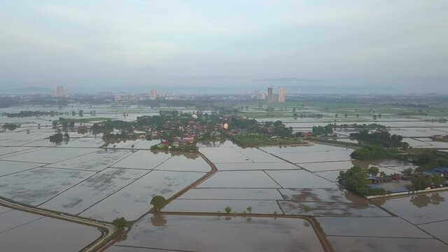 Aerial view Malays kampung near paddy field plantation at Kubang Semang, Penang, Malaysia.