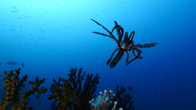 Rare moment Crinoid Feather star caught free swimming in deep sea