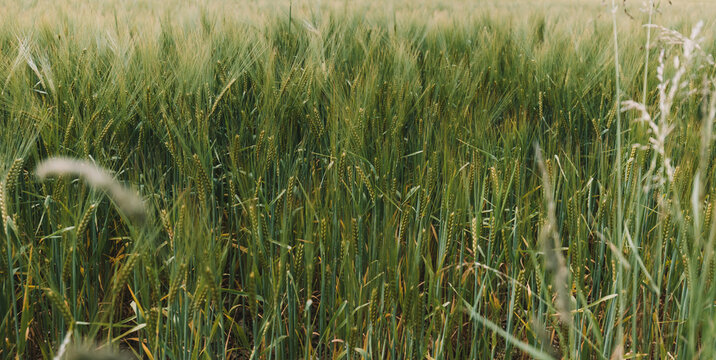 Roggenfeld