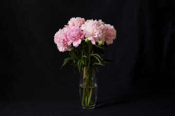 Blooming peony on a black background