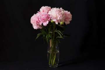 Blooming peony on a black background