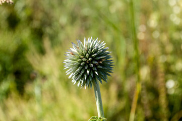 vegetation in the forest in summer