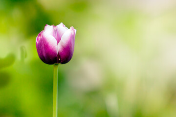 One tulip on a background of blurred grass background copy space